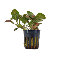 Fittonia Rood in 5 cm pot