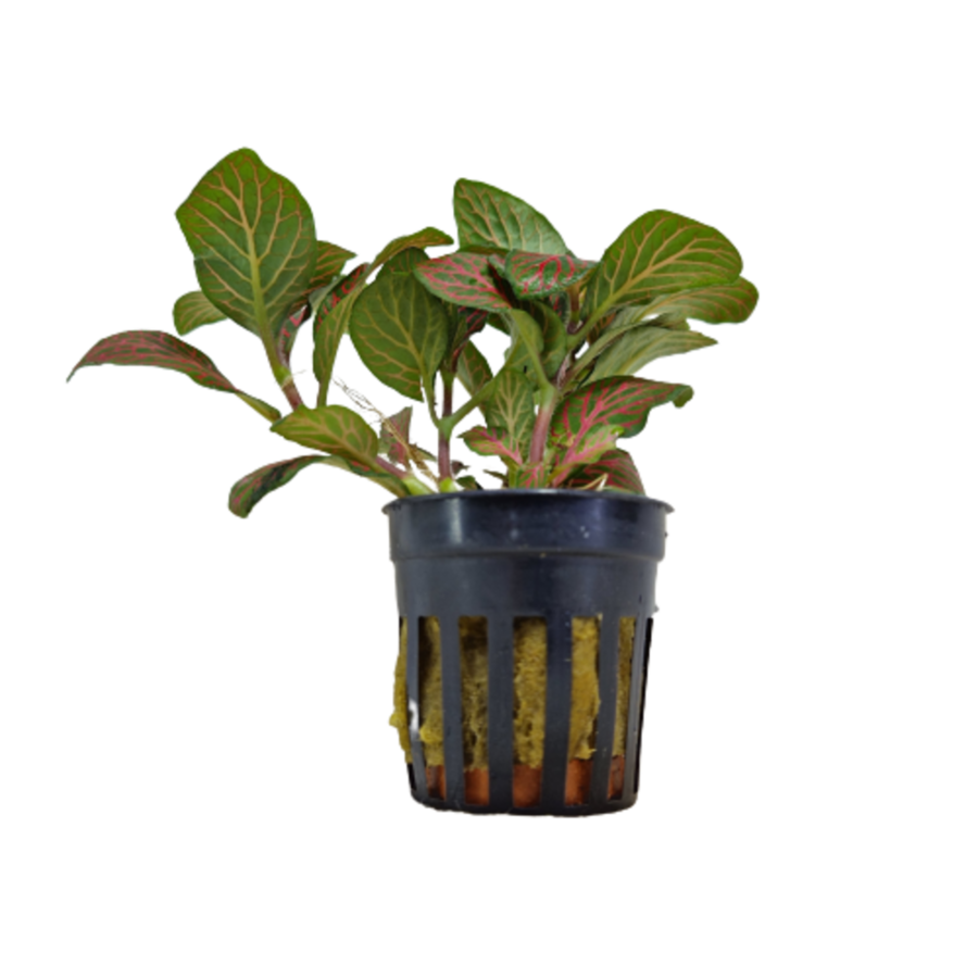 Fittonia Rood in 5 cm pot