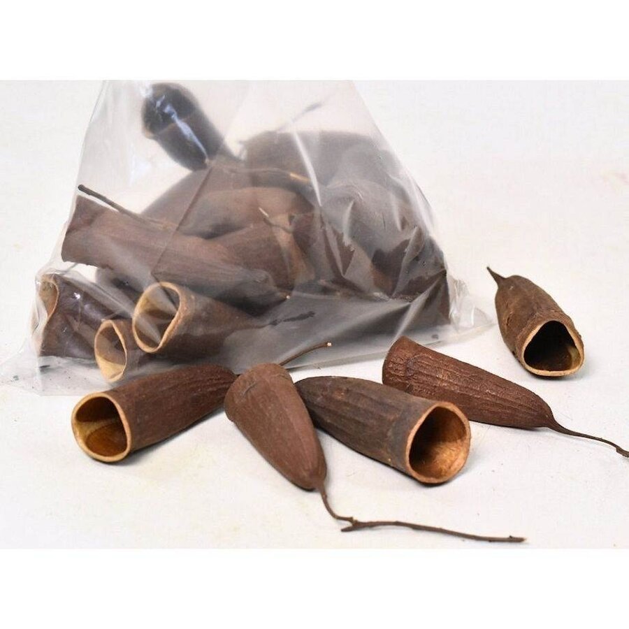 Trompeta pod schuilplaats voor aquarium