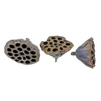 Lotus pod 6-8 cm | natuurlijke schuilplaats voor garnalen en vissen