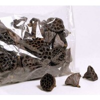 Lotus pod 6-8 cm | natuurlijke schuilplaats voor garnalen en vissen