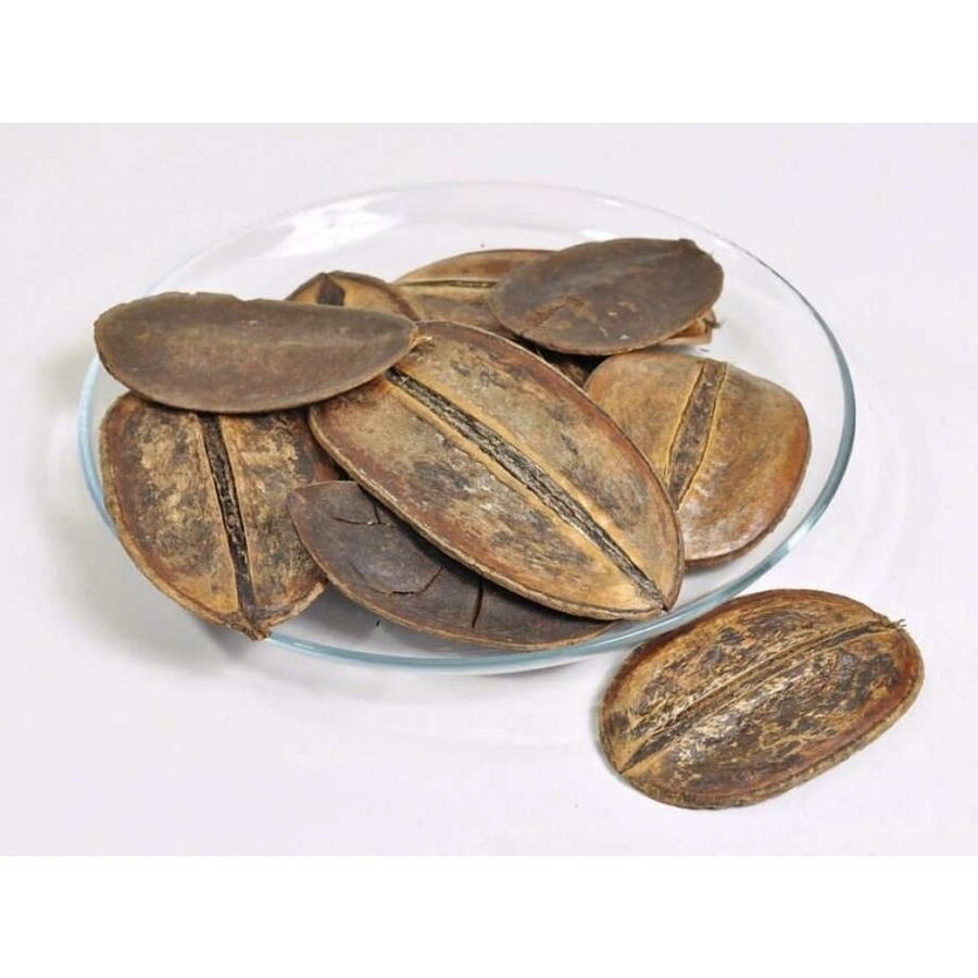 Coco Para Leaf 10-18 cm | natuurlijke zaadhuls voor aquarium | schuilplaats en tannines