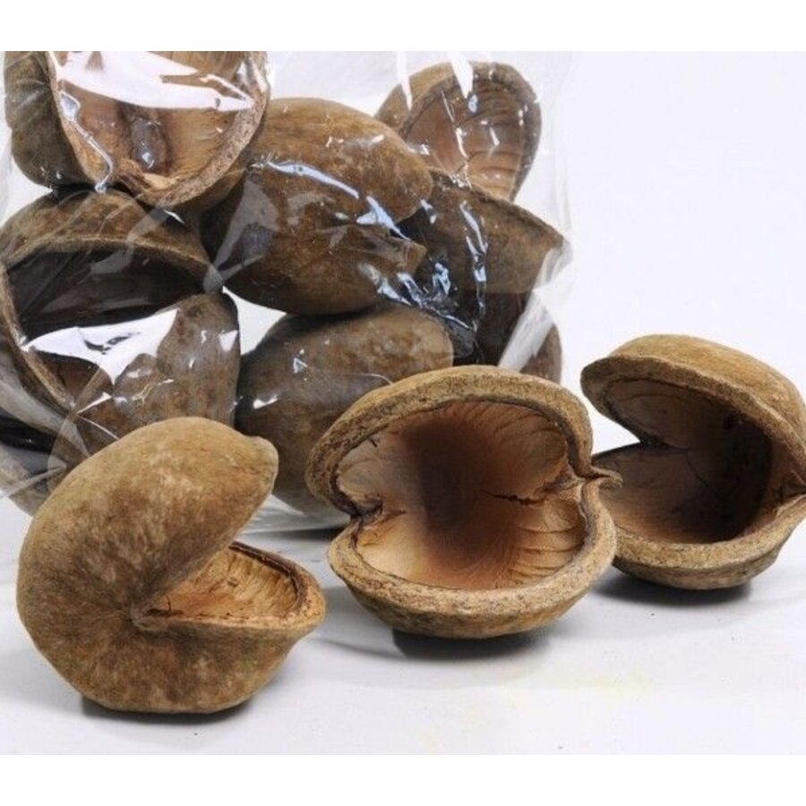 <p><strong>Cocos pod 6-8 cm</strong> is een natuurlijke schuilpod voor een rustig en natuurlijk aquarium. Ontwikkeld voor garnalen en kreeften en ideaal voor schuilplekken, foerageren en aquascaping. Dankzij het ruwe oppervlak hechten mossen en planten ma