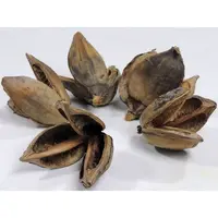 Sororoca Flower 9-14 cm | botanische zaadhouder met tannines | schuilplaats voor garnalen