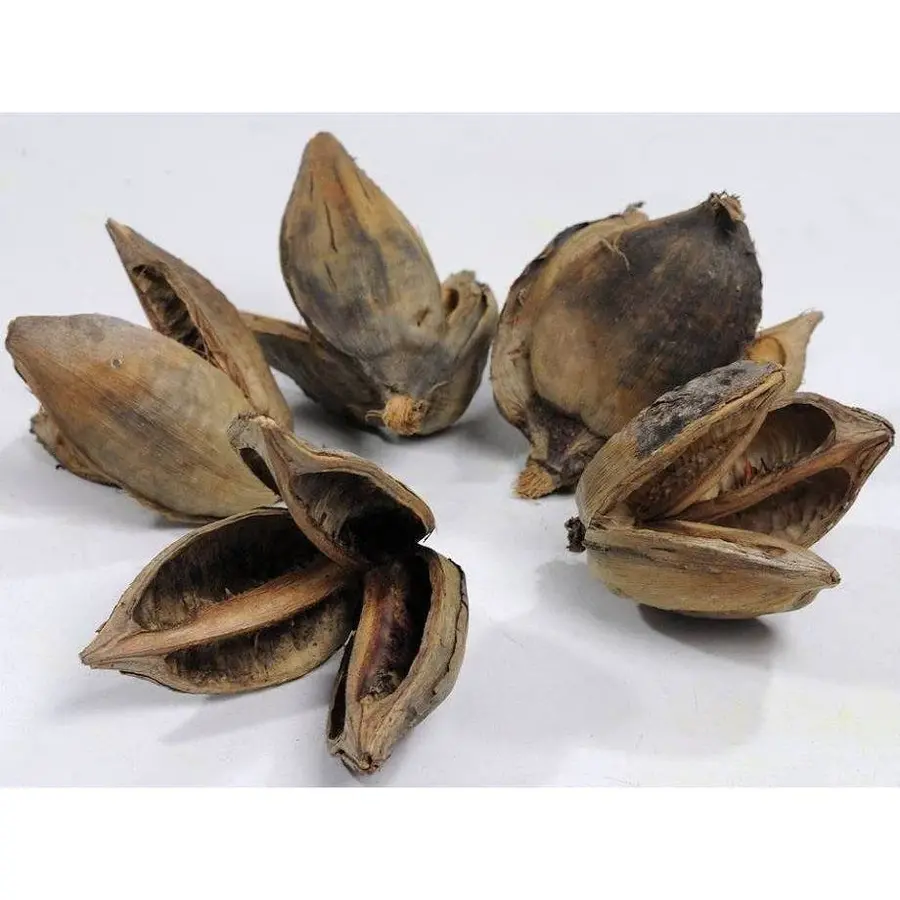 Sororoca Flower 9-14 cm | botanische zaadhouder met tannines | schuilplaats voor garnalen
