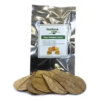 Nano catappa bladeren 15 stuks | natuurlijke tannines | voor aquariumwater