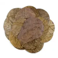 Nano catappa bladeren 15 stuks | natuurlijke tannines | voor aquariumwater