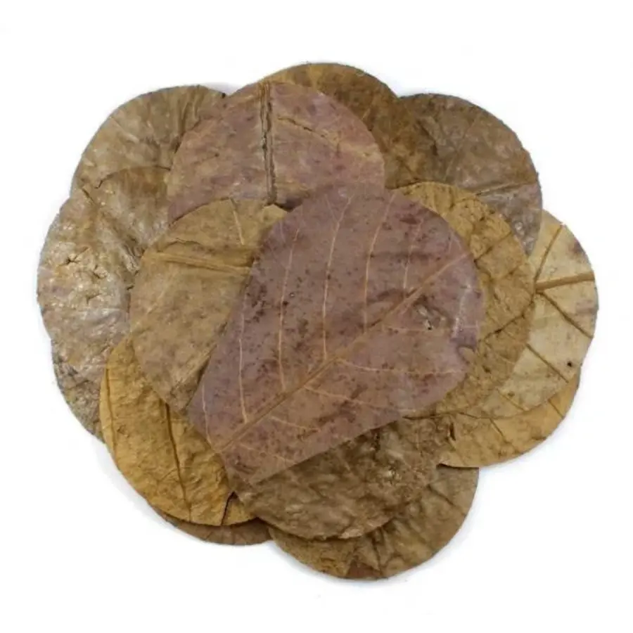 Nano Catappa Leaves