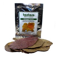 Catappa bladeren medium 13–18 cm | natuurlijk aquariumblad met tannines | 10 stuks