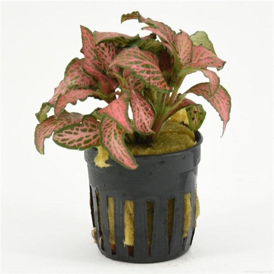 Fittonia Forrest Flame | Mozaïekplant | in 5 cm pot