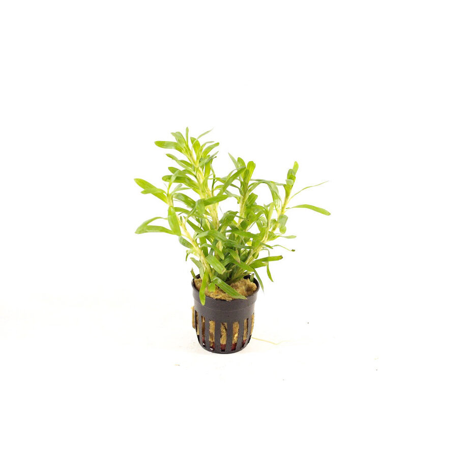 Heteranthera Zosterifolia | Sterrenkruid | in 5 cm pot