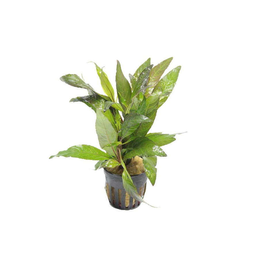 Hygrophila Angustifolia Rubra | Rode Slanke Waternavel | in 5 cm pot