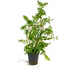 Hygrophila Difformis | Vaantjesplant | in 5 cm pot