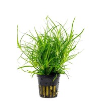 Juncus Repens in 5 cm pot