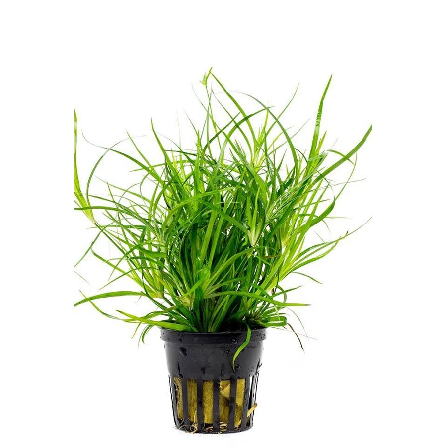 Juncus Repens in 5 cm pot