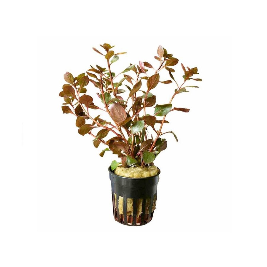 Ludwigia Repens Diamond red in 5 cm pot