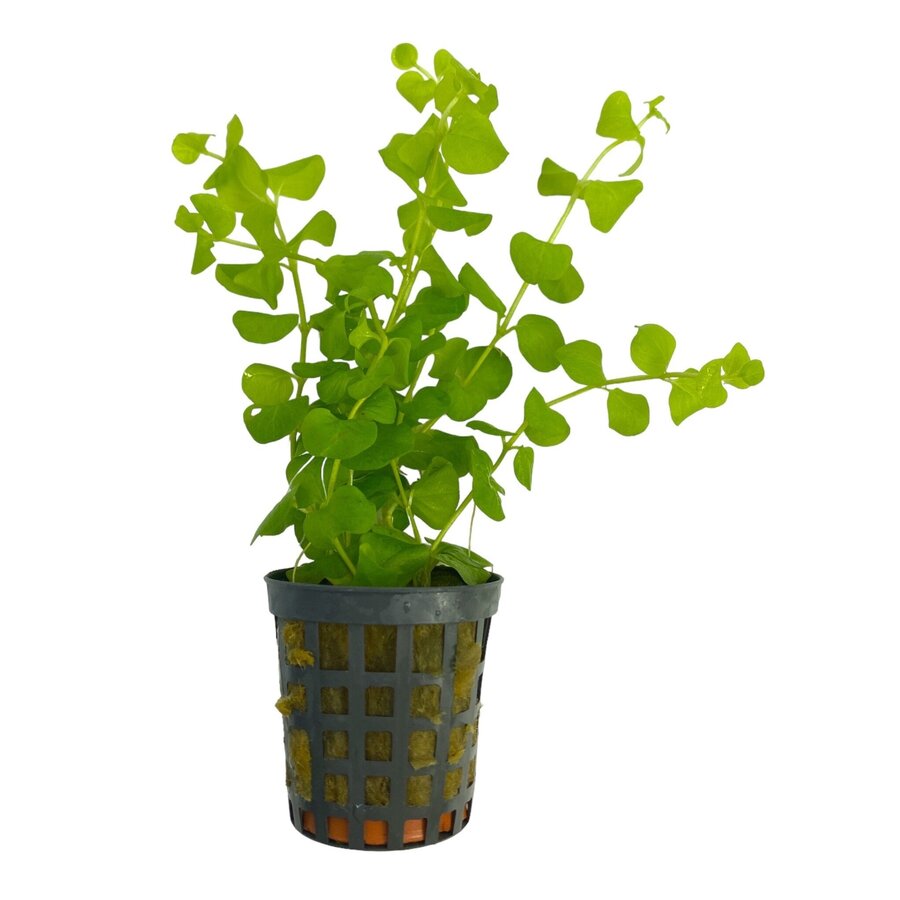 Lysimachia Nummularia | Penningkruid | in 5 cm pot