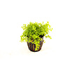 Micranthemum | Parelkruid | in 5 cm pot