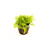Micranthemum | Parelkruid | in 5 cm pot