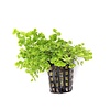 Micranthemum Umbrosum | Parelkruid | in 5 cm pot