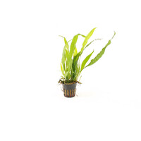Microsorum Narrow Leaf | Javavaren | in 5 cm pot