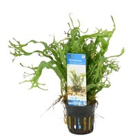 Microsorum Trident | Javavaren | in 5 cm pot