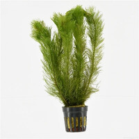 Myriophyllum Scabratum | Waterbies | in 5 cm pot