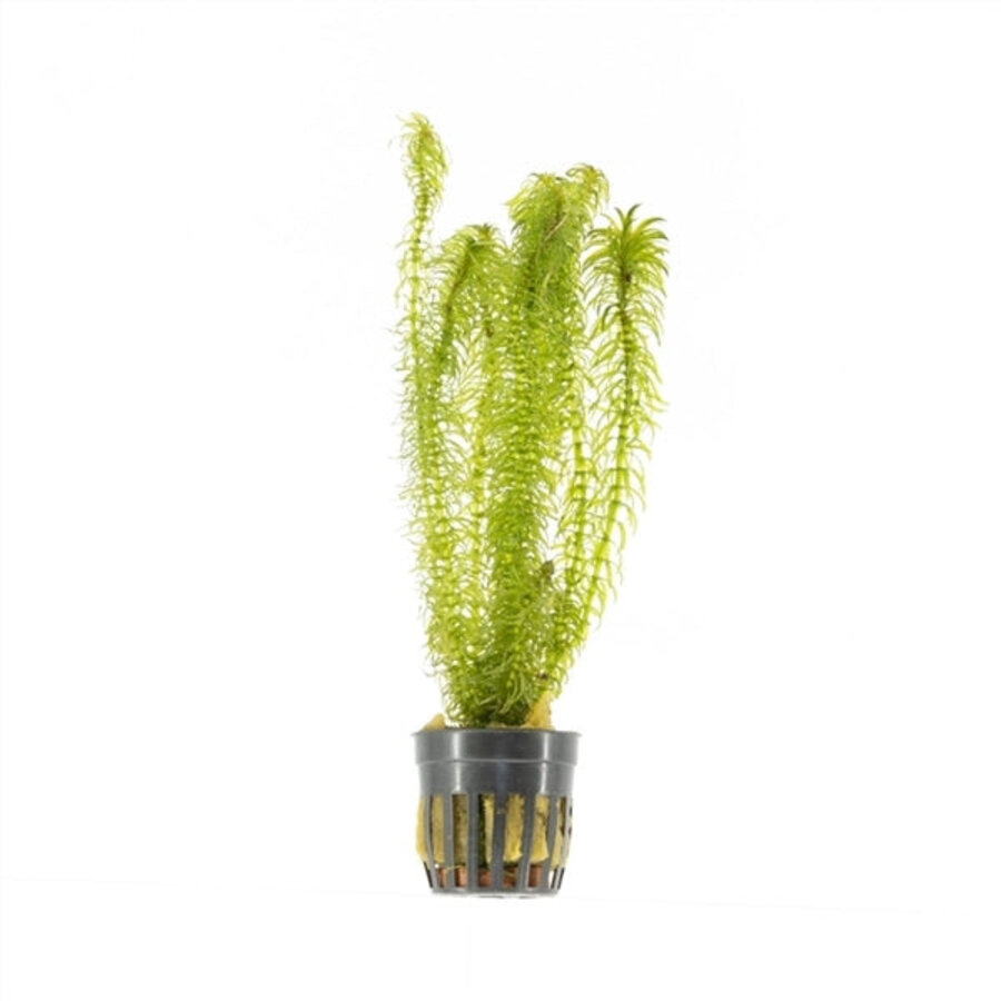 Najas | Nimfkruid | in 5 cm pot
