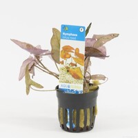 Nymphea Lotus Rood | Rode Tijger Lotus | in 5 cm pot