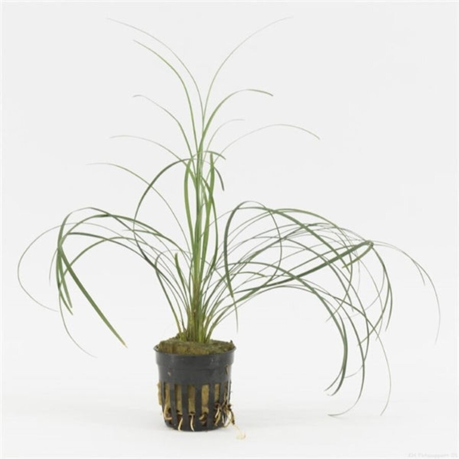 Ophiopogon Japonica in 5 cm pot
