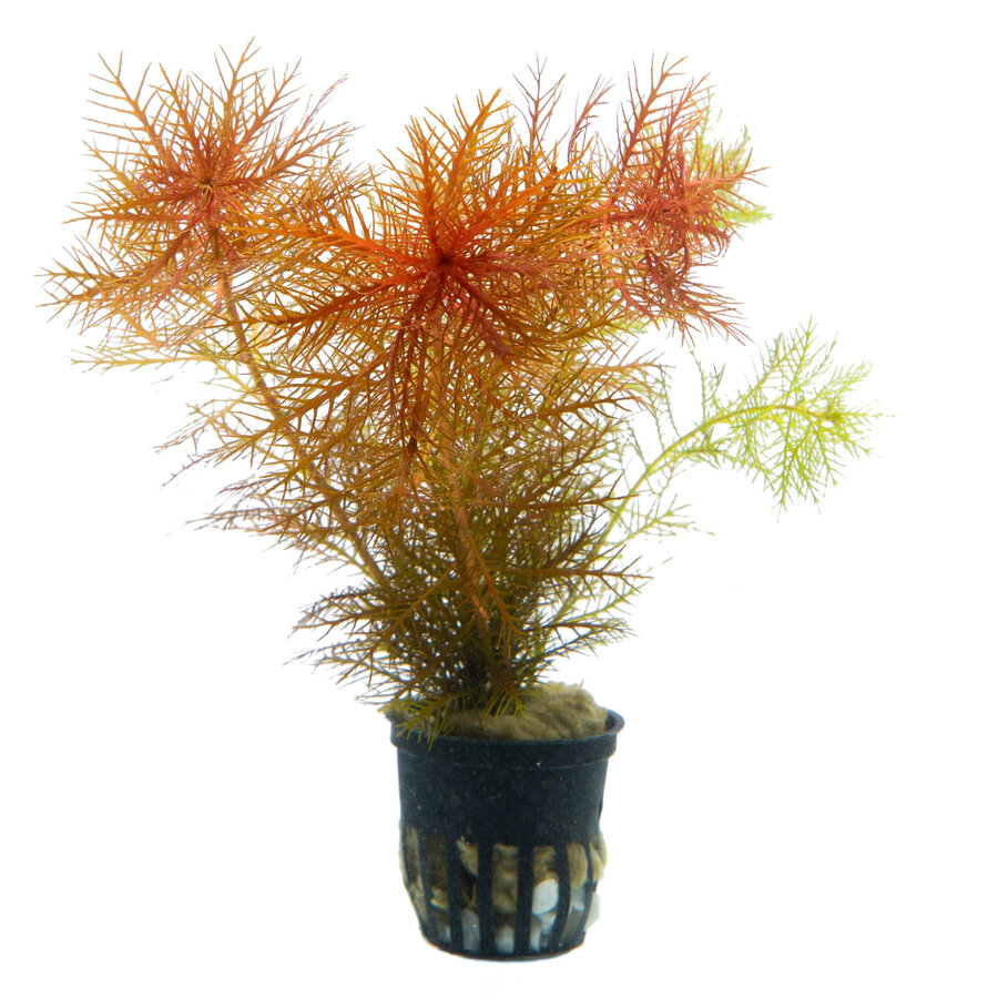 Proserpinaca Palustris in 5 cm pot