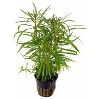 Pogostemon Octopus in 5 cm pot