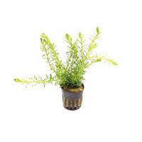Rotala Bossii in 5 cm pot