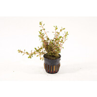 Rotala Colorata in 5 cm pot