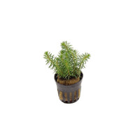 Rotala Walichii | in 5 cm pot