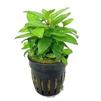 Stauroqyne Rubescens in 5 cm pot