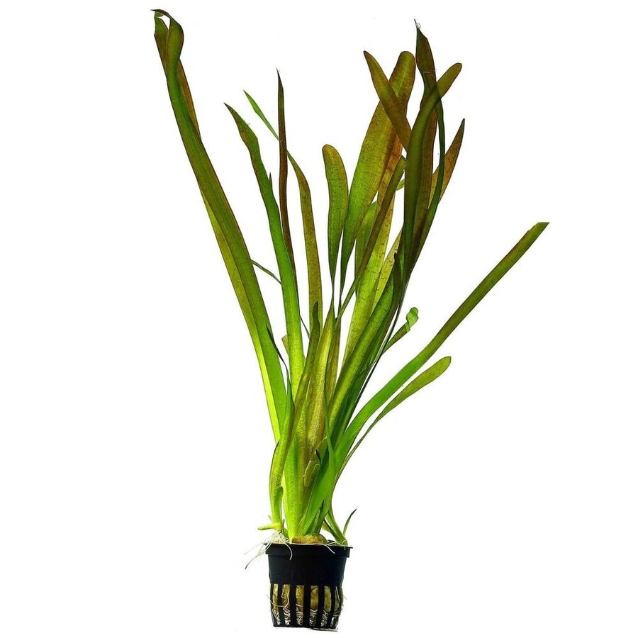 Vallisneria Giganthea | Reuze Moerasplant | in 5 cm pot