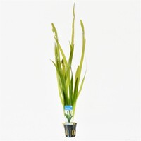 Vallisneria Giganthea Rubra in 5 cm pot