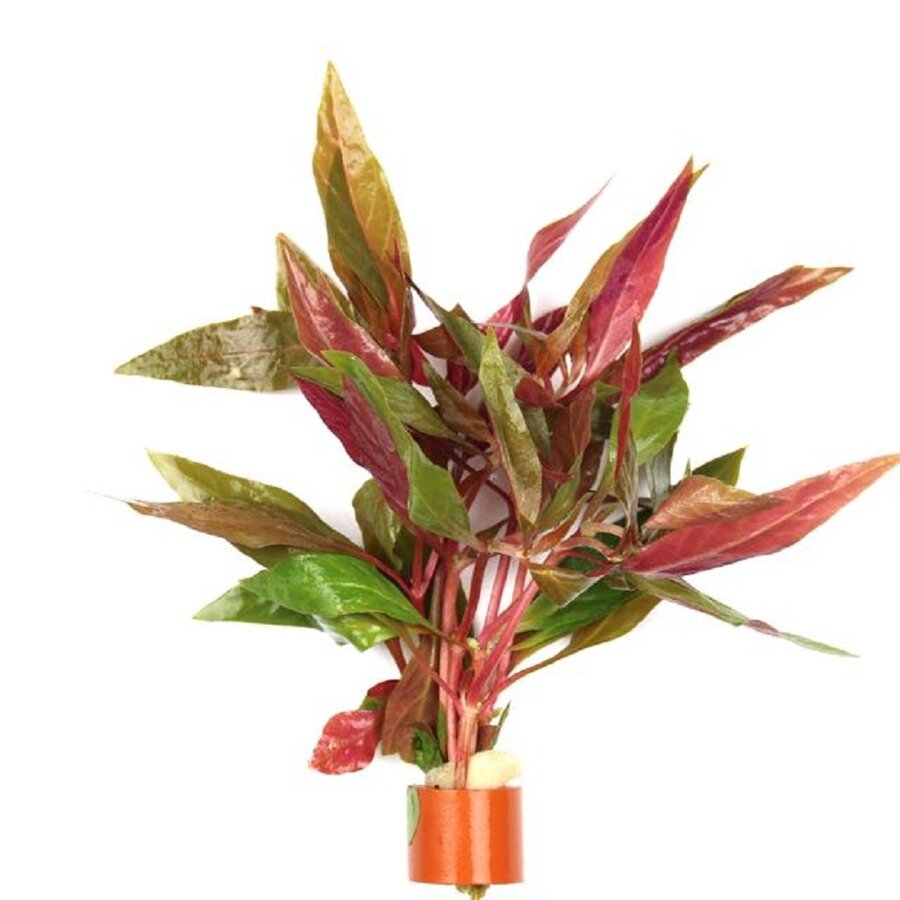 Alternanthera Rosaefolia | Rood Papegaaienblad | in Terracotta Ring