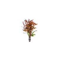 Ammania Senegalensis | Kleine Cognacplant | in Terracotta Ring