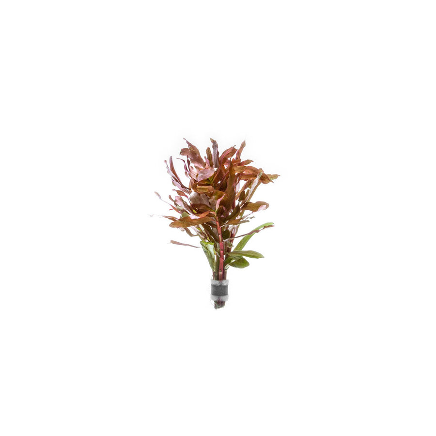 Ammania Senegalensis | Kleine Cognacplant | in Terracotta Ring