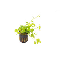 Cardamine lyrata | Chinese klimop | in Terracotta Ring