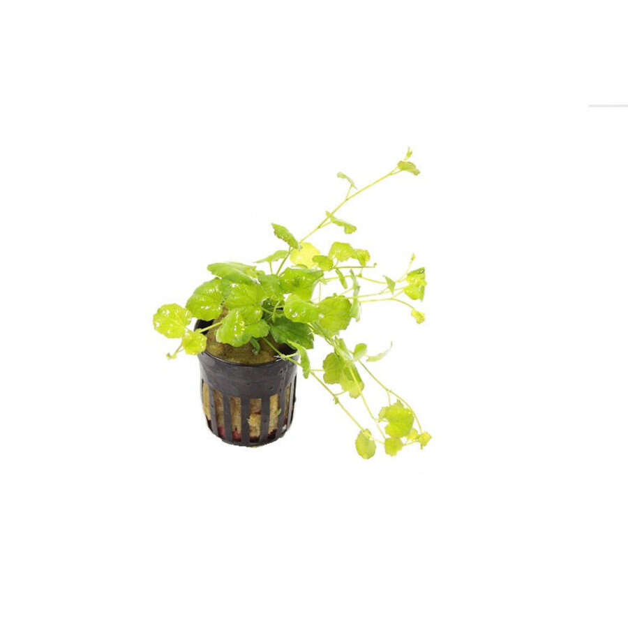 Cardamine lyrata | Chinese klimop | in Terracotta Ring