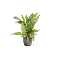 Hygrophila Angustifolia Rubra | Rode Slanke Waternavel | in Terracotta Ring