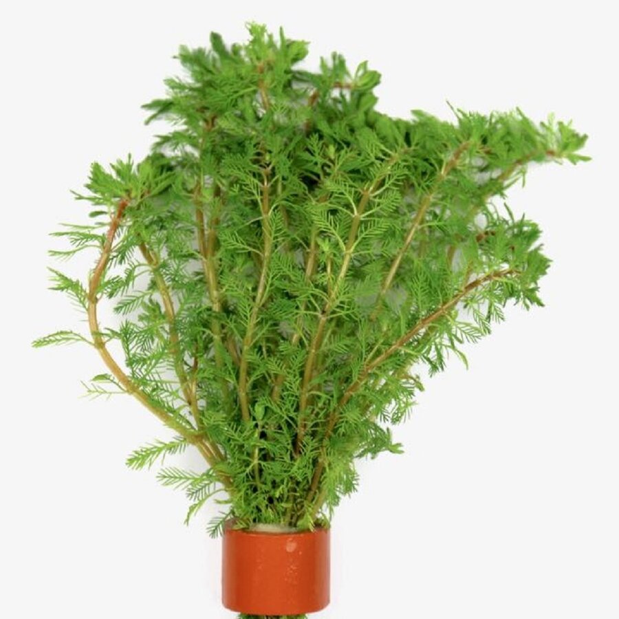 Myriophyllum Brasiliensis | Braziliaans vederkruid | in Terracotta Ring
