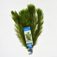 Myriophyllum Scabratum | Aarvederkruid | in Terracotta Ring