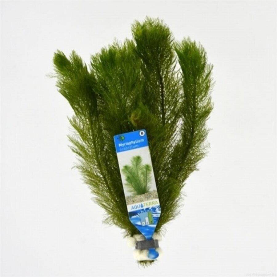 Myriophyllum Scabratum | Aarvederkruid | in Terracotta Ring
