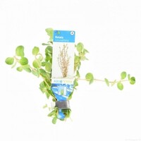 Rotala Rotundifolia | Ronde Rotala | in Terracotta Ring