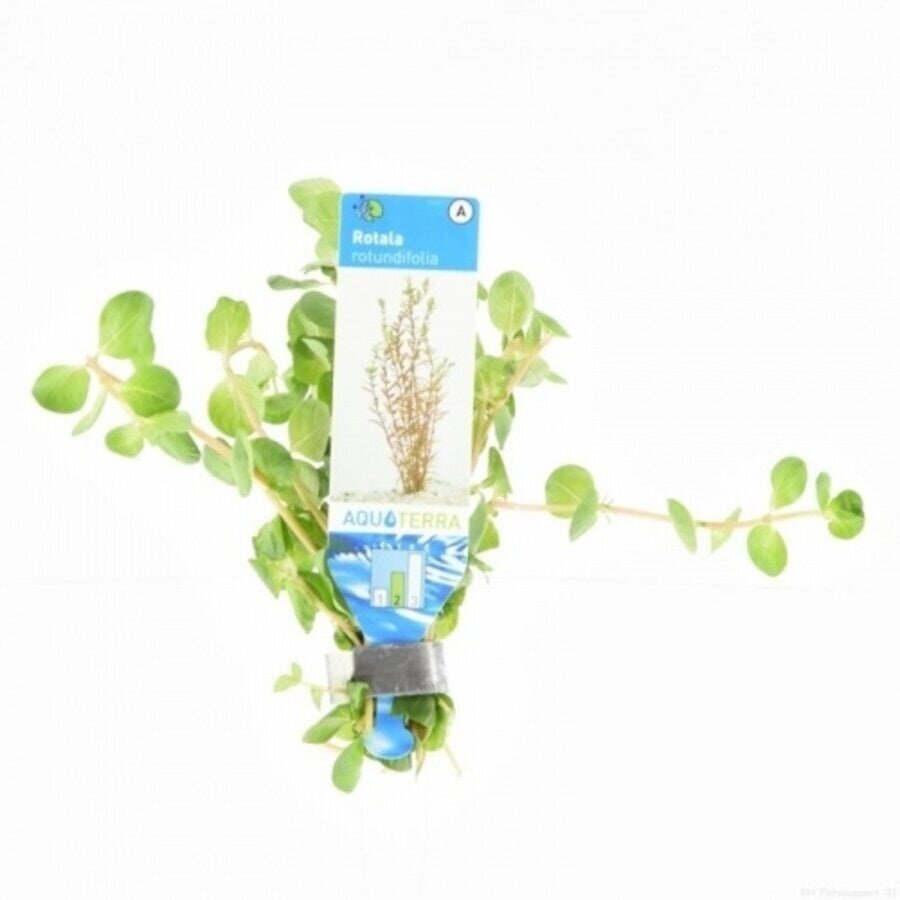 Rotala Rotundifolia | Ronde Rotala | in Terracotta Ring