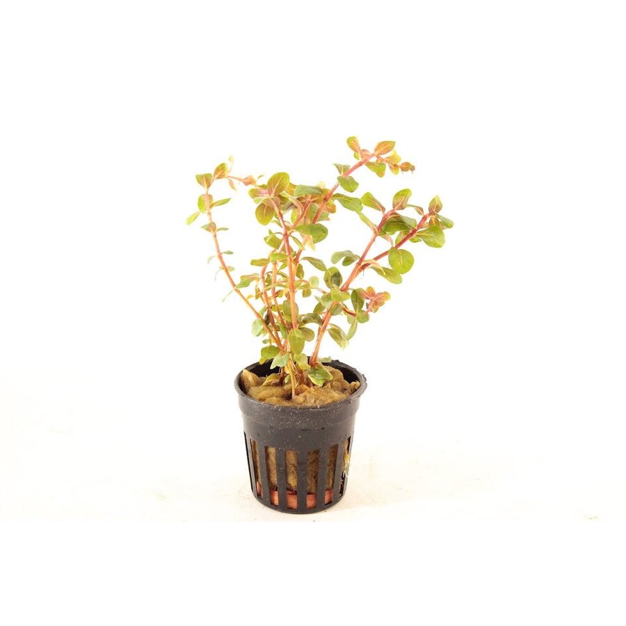 Rotala Vietnam H'ra in Terracotta Ring